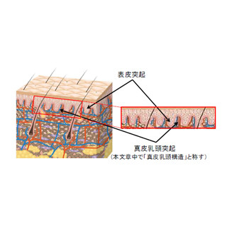 肌の色ムラや弾力の低下は真皮乳頭構造の個数減少によるもの - ポーラ化成
