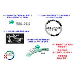 仁丹と神戸大、ビフィズス菌を用いたC型肝炎向け経口ワクチン候補を開発