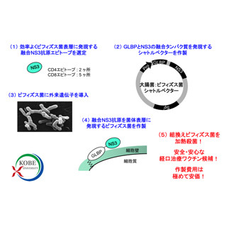 仁丹と神戸大、ビフィズス菌を用いたC型肝炎向け経口ワクチン候補を開発