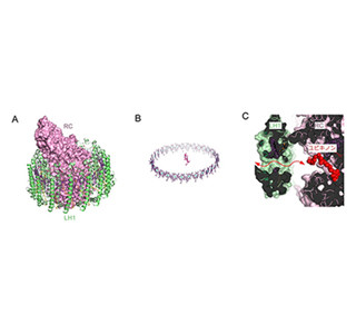 光合成の反応複合体の構造を解明