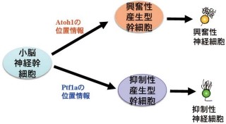 NCNP、神経幹細胞が数1000種類の神経細胞を生み分ける仕組みの1つを解明