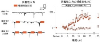 脳はシナプス活動パターンをわずか15分で自在に活性化が可能 - 東大