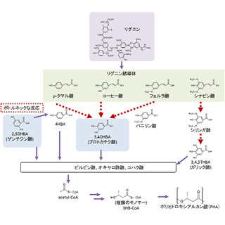 カネカ、樹木に多く含まれるリグニンからバイオプラスチックを合成