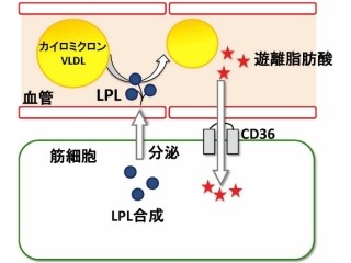 東大、運動による脂質代謝改善の新たな分子機構を発見