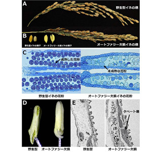 イネ花粉形成にオートファジー必要