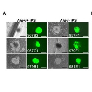 iPS細胞の誘導時に脱メチル候補因子Aidは必須ではない - 京大CiRA