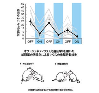 攻撃行動を抑える前頭葉の働き解明 Tech