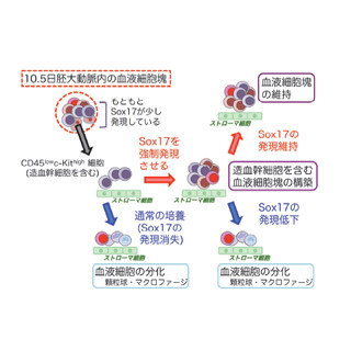 東京医科歯科大、胎生期の造血幹細胞の維持に関与する新たな分子を発見