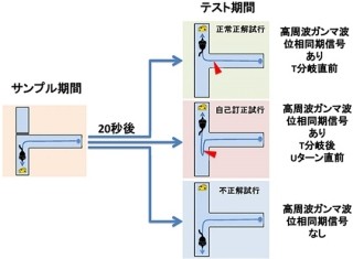 動物は「高周波ガンマ波」でワーキングメモリを読み出している? - 理研