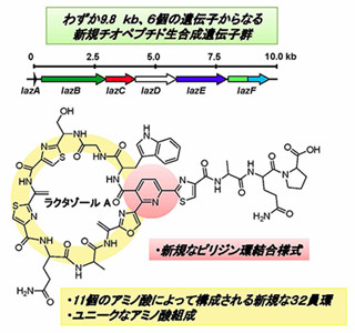 新規チオペプチドを発見、創薬に期待