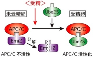 九大、脊椎動物の未受精卵が分裂の一時停止を解除する分子機構を解明