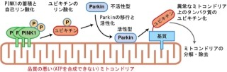 東京都医学研など、遺伝性パーキンソン病の鍵を握るミッシングリンクを発見