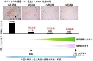 名大、睡眠障害「ナルコレプシー」の新モデルマウスの開発に成功