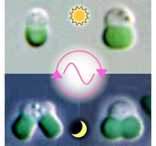 昼に光合成、夜に分裂する仕組み解明