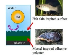 九大、魚の鱗と貝の接着力を模倣した水中で超撥油性を示す表面処理法を開発