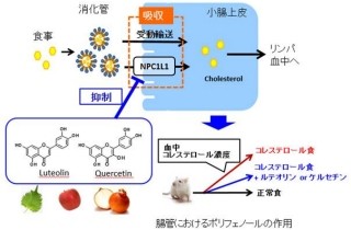 ポリフェノールが腸からのコレステロール吸収を抑え肥満を防ぐ - 東大など