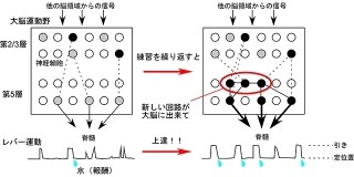 深部の大脳皮質第5層までも含めた神経活動パターンの変化を観察 - NIBBなど