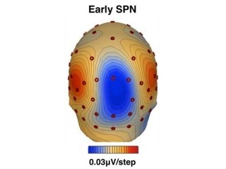 東工大、脳が他者の顔を見る前から活動していることを脳波から確認