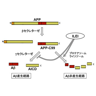 滋賀医科大、アルツハイマー病の発症抑制タンパク質を発見