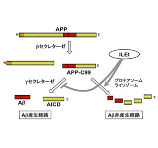 アルツハイマー病抑えるタンパク質発見