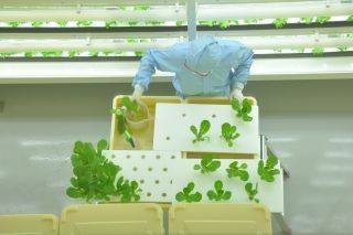 柏の葉スマートシティに植物工場が完成 - 1日1万株の野菜を生産・出荷