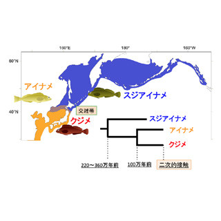 北海道の「アブラコの合いの子」は希少な半クローン生物だった - 北大