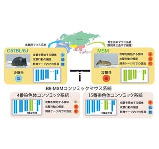 攻撃行動促す染色体をマウスで発見