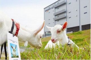 Amazon、 多治見フルフィルメントセンターでヤギによる除草を開始