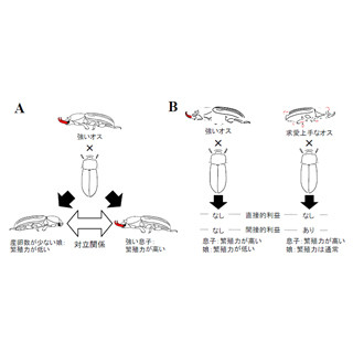 実はメスは強いオスよりも恋愛上手なオスを好む!? - 岡山大が確認