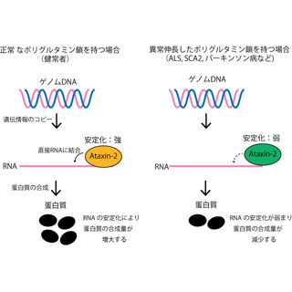 阪大、ALSなどの発症の鍵を握るタンパク質の機能を特定することに成功