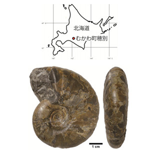 北海道で新種アンモナイトを確認