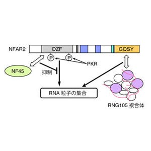 NIBB、記憶/神経変性疾患/ストレス防御などに関わるRNA粒子の仕組みを解明