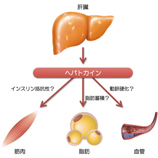 金沢大、糖尿病が血管新生を低下させる機構の1つを解明することに成功