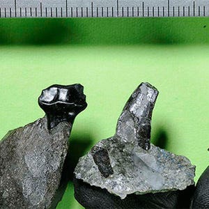 福井県立恐竜博物館など、長崎県で初となる鎧竜の化石を発見