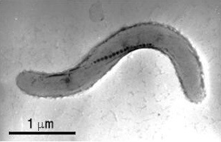 東京農工大、微生物が磁気微粒子の形を制御するメカニズムを解明