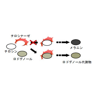 カネボウ、「白斑」問題の原因の一部を解明することに成功