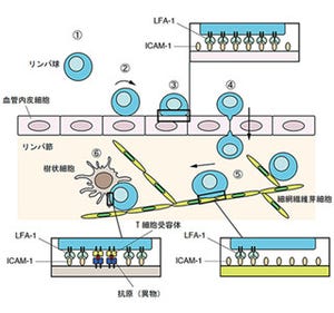 リンパ球の細胞接着制御の仕組み解明