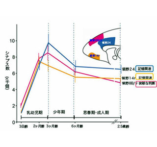 記憶シナプス減少が統合失調症に関与か