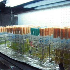 花王、藻類に中鎖脂肪酸を生成させる酵素を発見