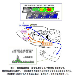 リハビリ効果改善に期待 -産総研、やる気が筋肉の動きを調節することを発見