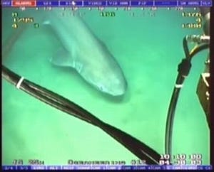 Googleらが進める海底ケーブル「FASTER」の脅威はサメ!?
