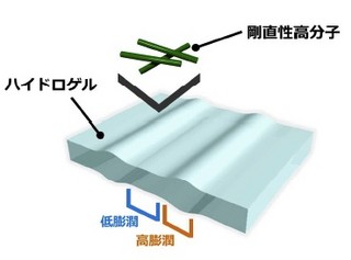 北大、軟骨に類似したmmオーダーの異方構造を有するゲルを創製