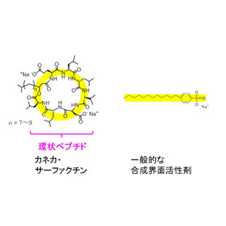 カネカ、天然界面活性剤の活用で合成界面活性剤の機能強化/使用量低減に成功