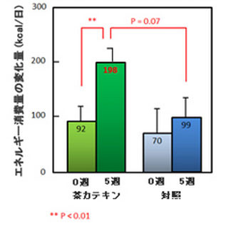 花王、茶カテキンが脂肪燃焼を助けることを確認 - カギは褐色脂肪組織