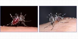 デング熱の国内感染者3名に、東京都代々木公園の蚊が原因か?