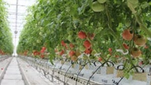 JR東日本、福島県いわき市に植物工場でトマトの生産を行う法人を設立