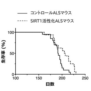 名大、長寿遺伝子の働きでALSマウスが延命と発表 - 神経難病の治療に期待