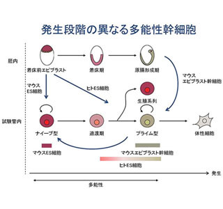 ヒト多能性幹細胞の一層の初期化成功