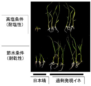 緑の革命もたらすイネ遺伝子があった