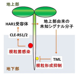 ホルモンが葉から根に移り根粒を制御